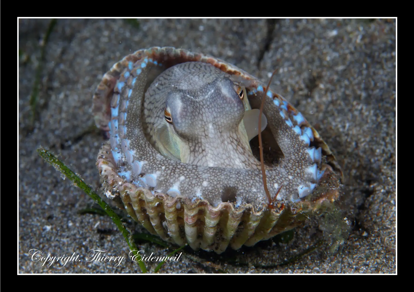 Anilao Macro Dive Media Highlight